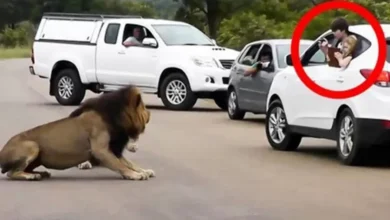 حمله شیرها به گردشگران جنگ و نبرد شیرها و انسان حمله حیوانات به ماشین