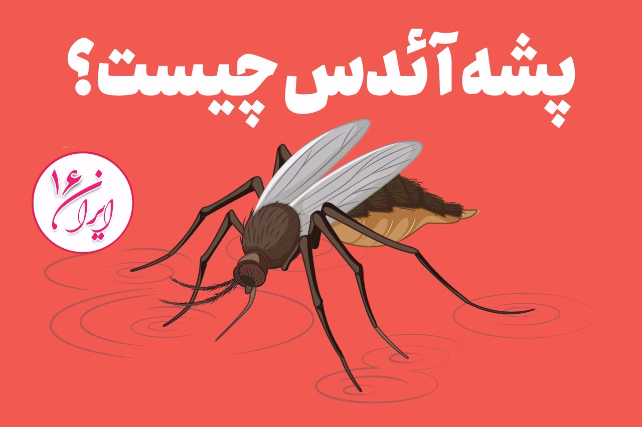 پشه آئدس و بیماری تب دنگی