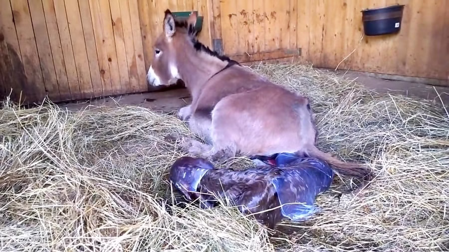 15408690-2452-b__8995