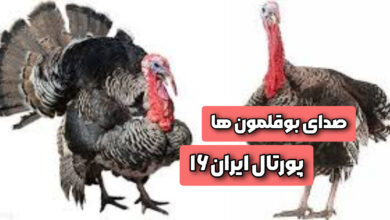 صدای بوقلمون 4 The echo of Bouqalamoun