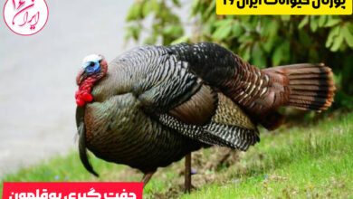 جفت گیری بوقلمون Turkey mating Türkiye çiftleşme 5 Türkiye çiftleşme