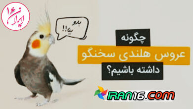 آموزش حرف زدن عروس هلندی