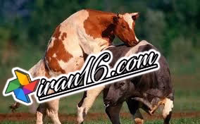 تولیدمثل گاو مزرعه_آ