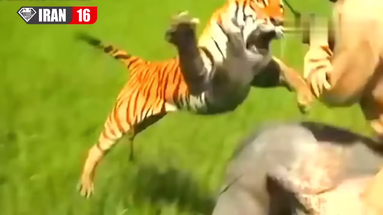 حمله حیوانات به انسان