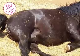 زایمان اسب عرب