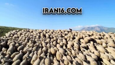 مستند حیوانات وحشی - گله در منظقه شکار گرگ ها - سگ های نگهبانآپارات
