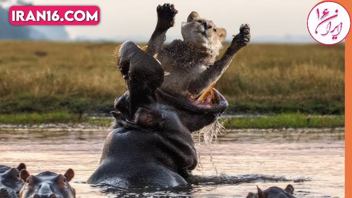 اسب آبی توله شیر جنگ