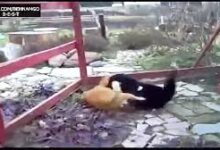 جفت گیری خنده دار گربه ها :) 1 جفت گیری خنده دار گربه ها )