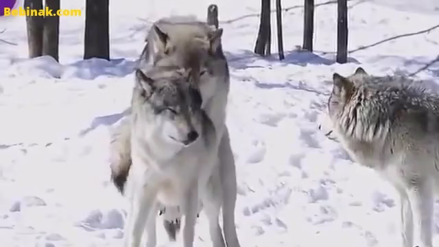 جفتگیری گرگ