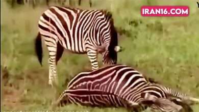 سه سال تلاش سر جفتگیری ۳ گوره خر ماده 6 جفتگیری گوره خر
