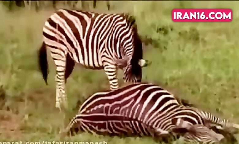 جفتگیری گوره خر