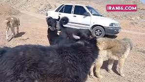 دعوا بین گله ای از سگ ها