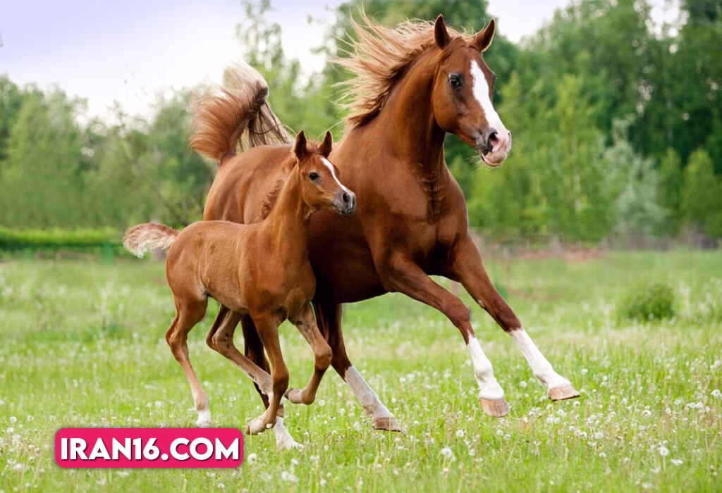 رشد-کره-اسب