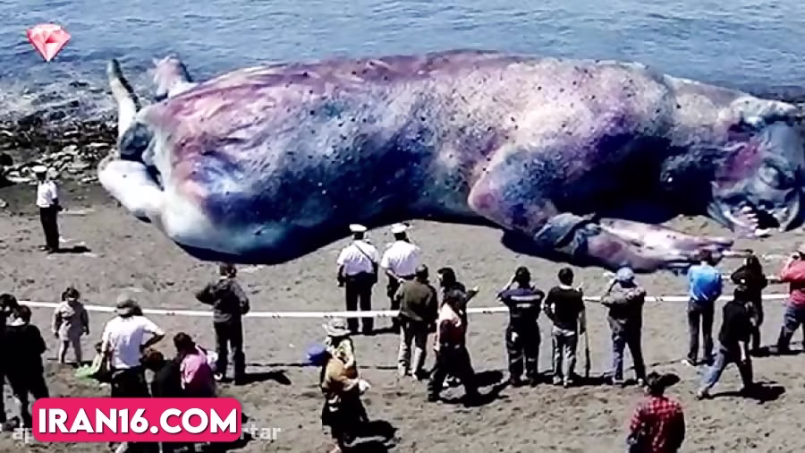 مرموزترین موجودات غول پیکر