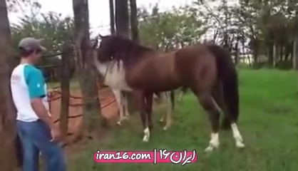 Horse and donkey mating in the field