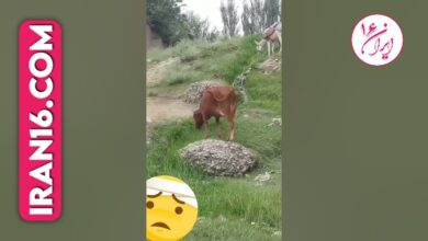 جفت گیری خر با گاو Donkey mating with cow 7 Matting horse and caw