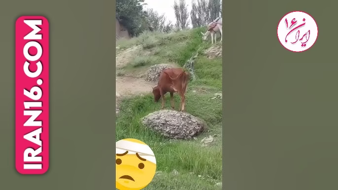 Matting horse and caw