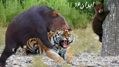 Tiger and bear war