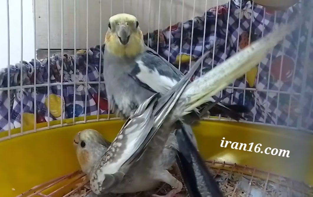 جفت گیری طوطی و عروس هلندی