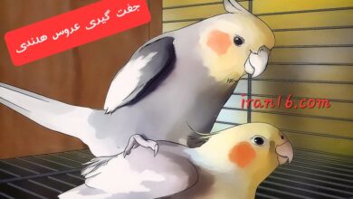 جفت گیری عروس هلندی