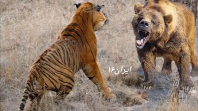 جنگ خرس و ببر