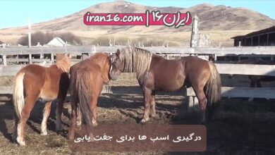 درگیری اسب ها برای جفت یابی و جفت گیری 9 درگیری اسب ها برای جفت یابی