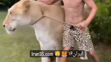 لایگر موجودی عجیب و غول پیکر از جفت گیری شیر و ببر