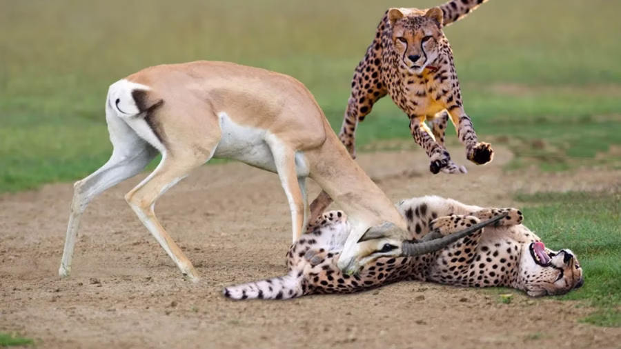 مقاومت غزال برابر چیتا