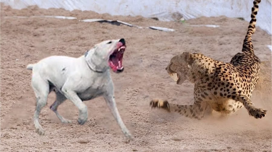 60561183-9442-l__1105