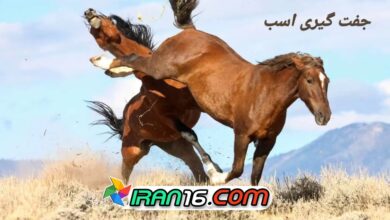 جفت گیری کردنه اسب 7 Horse mating