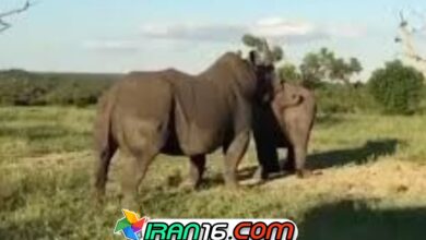 جفت گیری کرگدن 3 Rhino mating