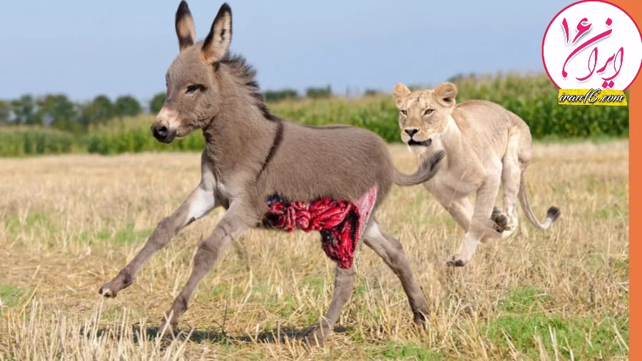 الاغ تسلیم شیر