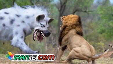 گرگ در مقابل شیر - مستند حیوانات - نبرد حیوانات - حیات وحش 11 گرگ در مقابل شیر مستند حیوانات نبرد حیوانات