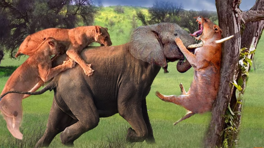 46395490-7891-b__6375