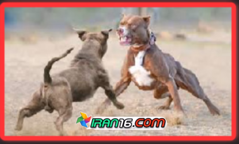 Pit bull dog fight