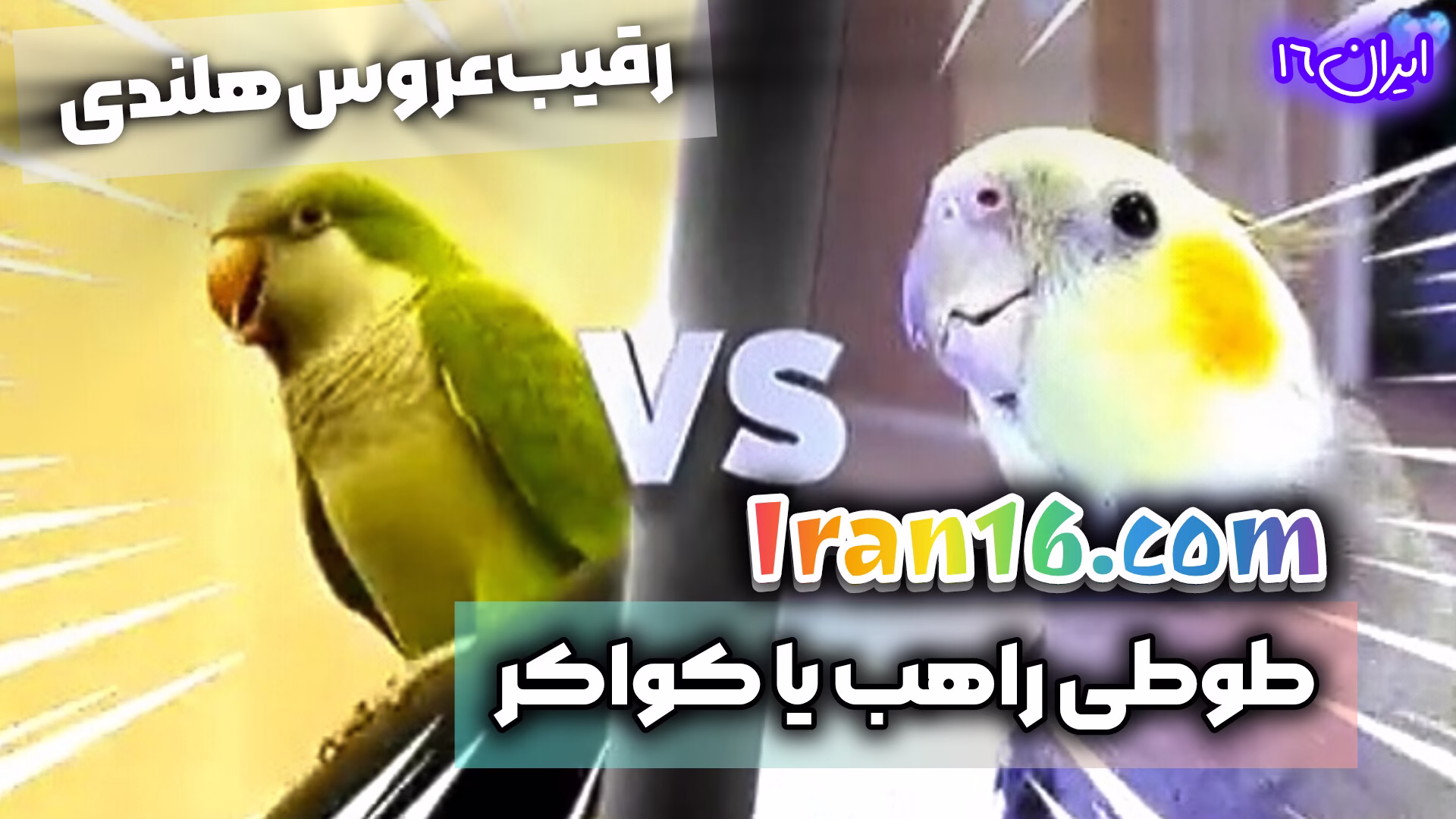 کواکر طوطی راهب