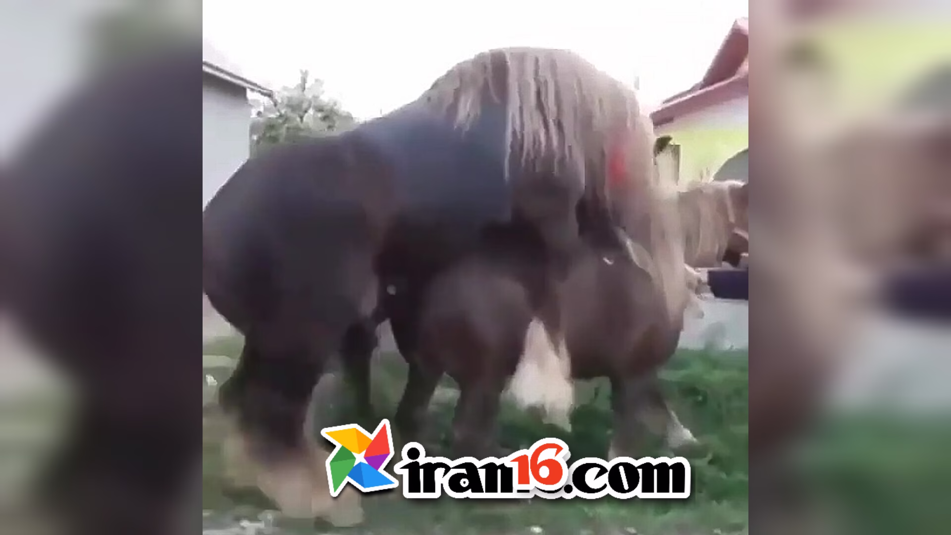 جفت گیری اسب