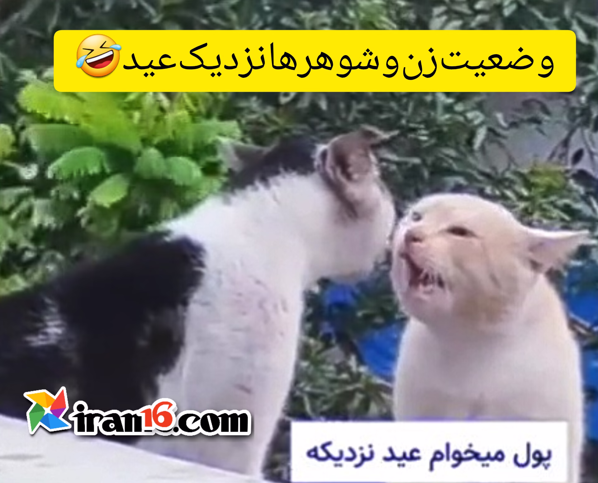 کلیپ استوری خنده دار گربه ها