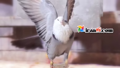 استوری کفتربازی و عشق بازی با کبوتر تقدیم به عشق بازا با آهنگ محلی رفیق و رفاقت 7 Pigeon love video