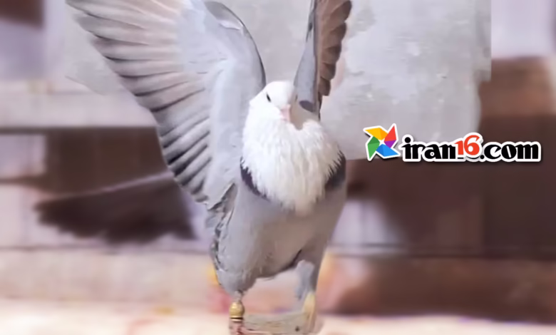 Pigeon love video