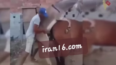 جفتگیری خنده دار