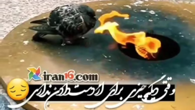 استوری غم انگیز عشقبازی کفتربازی (وقتی دیگه چیزی برای از دست دادن نداری ) 8 وقتی چیزی برای از دست دادن نداری کفتربازی