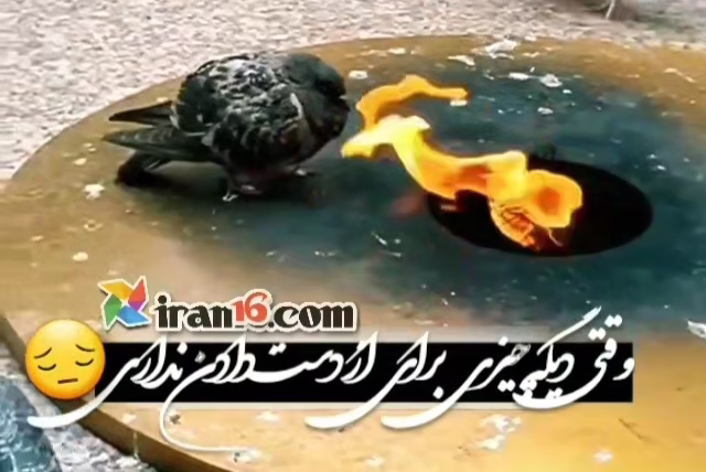 وقتی چیزی برای از دست دادن نداری کفتربازی