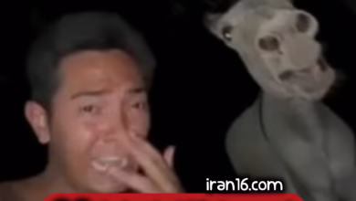 گریه و همدلی الاغ پا به پای صاحبش 2 InShot 20250315 235828818