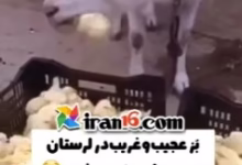 بُز لرستانی که جوجه رنگی زنده رو میخوره 2 بز جوجه خوار