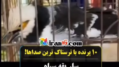 ۱۰ پرنده با ترسناک ترین صدا