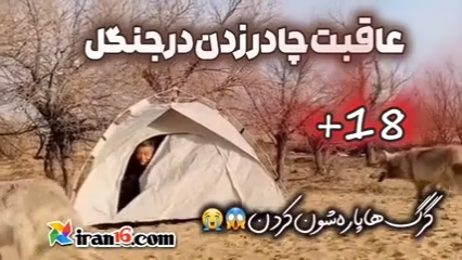 حمله گرگ به انسان