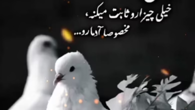 کلیپ انگیزشی کبوتر (درسته نماز نمی خونیم ...) 4 کفتر کبوتر