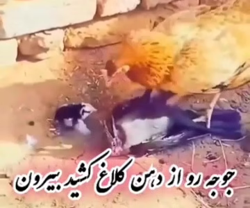 جوجه رو از منقار کلاغ بیرون کشید