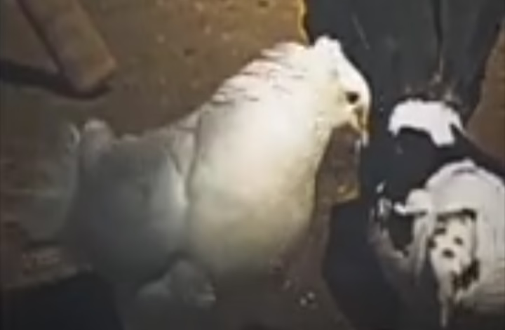 کبوتر عشق بازی